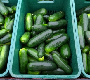 Pepino Híbrido Dixon - 3.000 sementes - HM Clause 