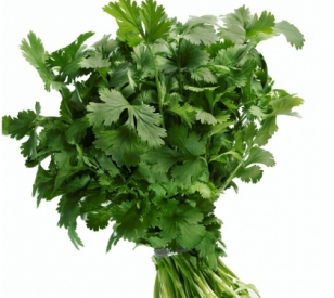 Coentro Verdao SF 177 - 500g - Feltrin